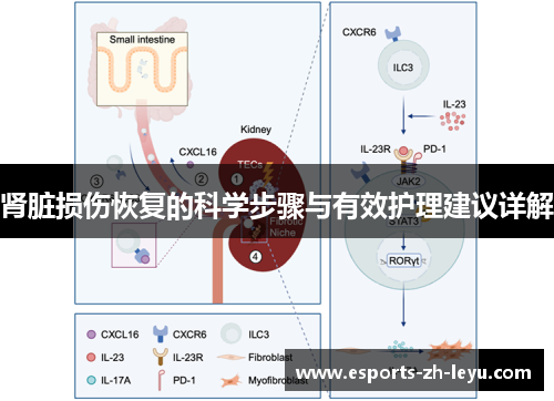 肾脏损伤恢复的科学步骤与有效护理建议详解 肾脏损伤恢复的科学步骤与有效护理建议详解